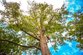 How Our Tree Care Process Works  in  Whitmire, SC