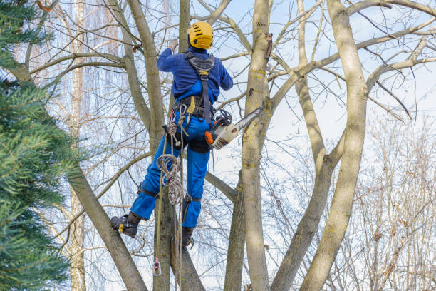 Best Lawn Pest Prevention  in Whitmire, SC