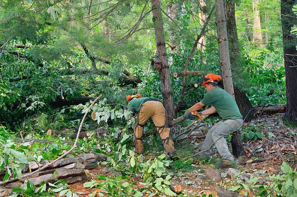 Best Root Management and Removal  in Whitmire, SC