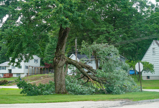 Best Utility Line Clearance  in Whitmire, SC