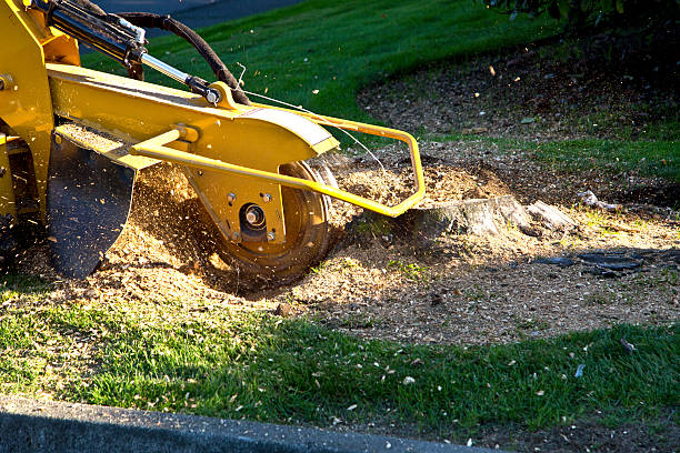 Best Leaf Removal  in Whitmire, SC