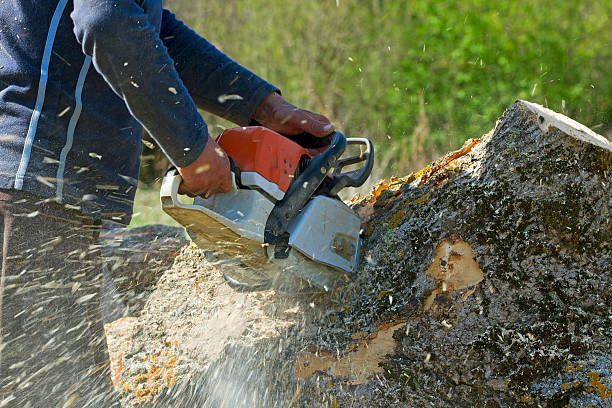 Trusted Whitmire, SC Tree Services Experts