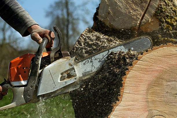 Best Lawn Maintenance Plans  in Whitmire, SC