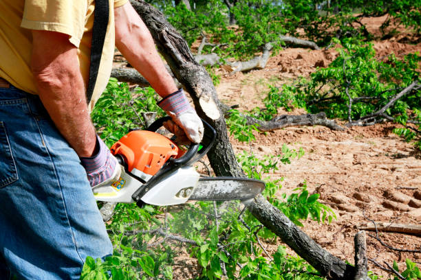 Best Tree Disease Treatment  in Whitmire, SC